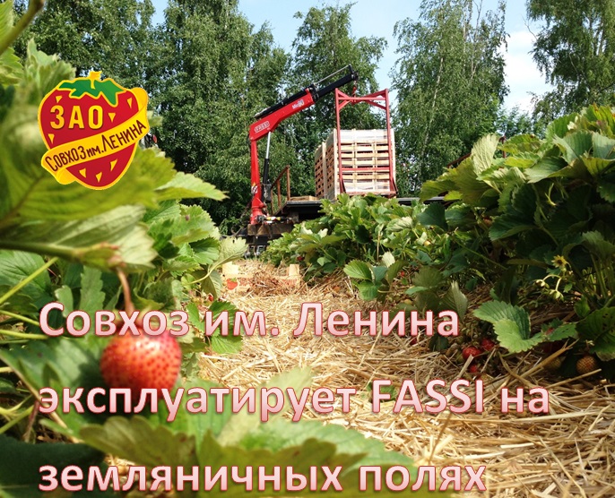FASSI на сборе земляники
